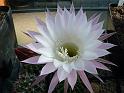 Echinopsis hybr._4